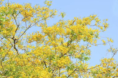 Burma Padauk seçici odak noktasında