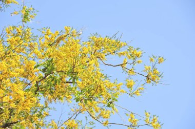 Burma Padauk seçici odak noktasında