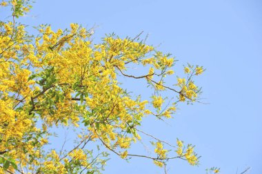 Burma Padauk seçici odak noktasında