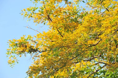 Burma Padauk seçici odak noktasında