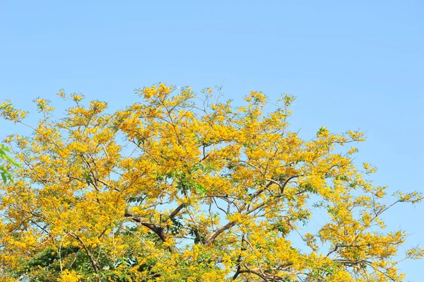 Burma Padauk Selektiv Fokus Punkt — Stockfoto