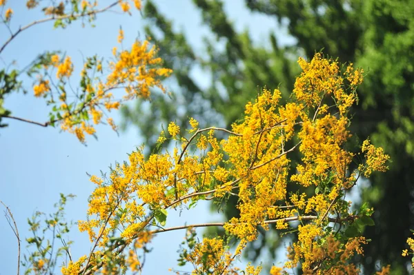 Burma Padauk Selective Focus Point — Stock Photo, Image