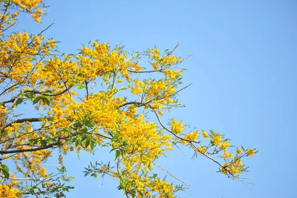 Burma Padauk Selective Focus Point — Stock Photo, Image