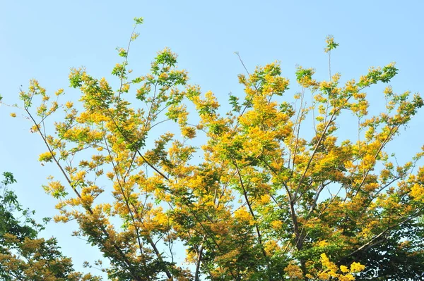 Burma Padauk Selektiven Fokus — Stockfoto