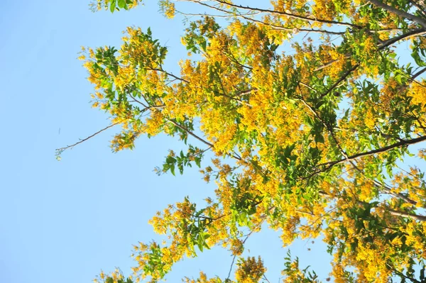 Birma Padauk Selectieve Scherpstelpunt — Stockfoto