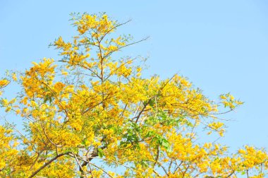 Burma Padauk seçici odak noktasında