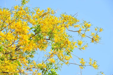 Burma Padauk seçici odak noktasında