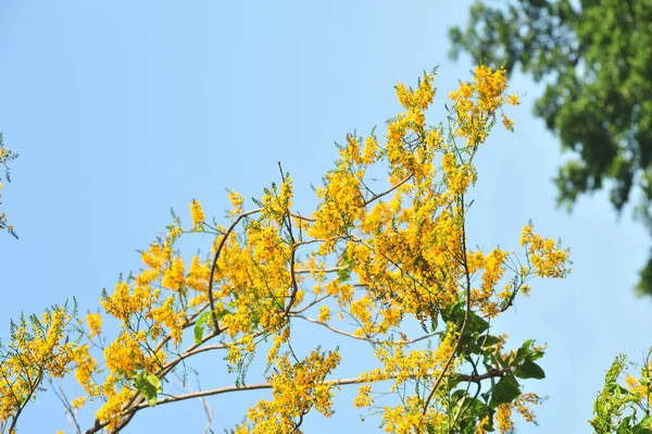 Birma Padauk Selectieve Scherpstelpunt — Stockfoto