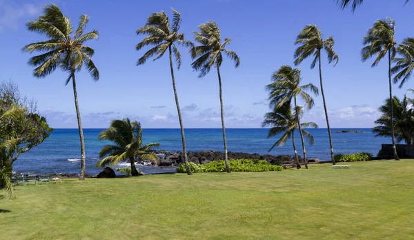 Φοίνικες Στην Παραλία Στη Βόρεια Ακτή Του Oahu Χαβάη — Φωτογραφία Αρχείου