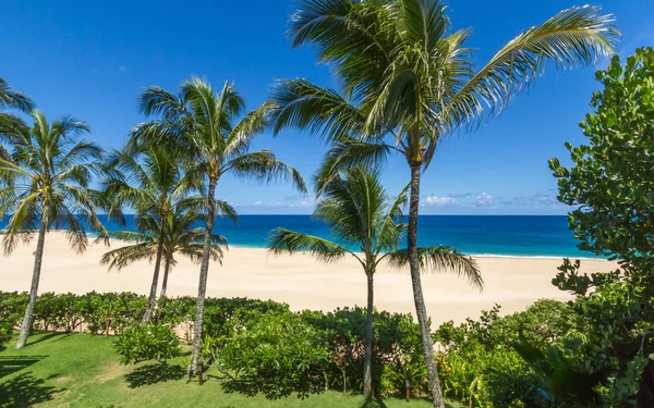 Palmeras Playa Orilla Norte Oahu Hawaii — Foto de Stock