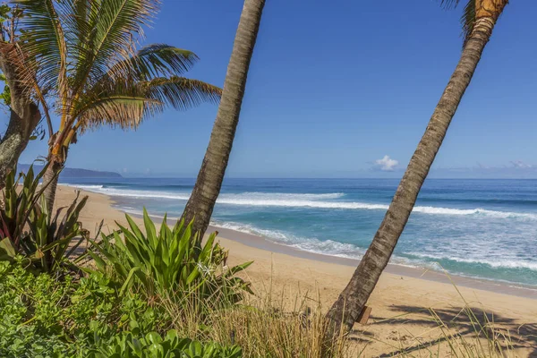 Palm Trees Beach North Shore Oahu Hawaii — Stock Photo, Image