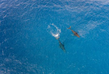 Hawaii 'de birlikte yüzen kambur balinaların hava görüntüsü.
