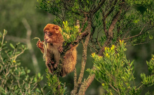 Barbary macaque in Gibraltar, Europe — Stock Photo, Image