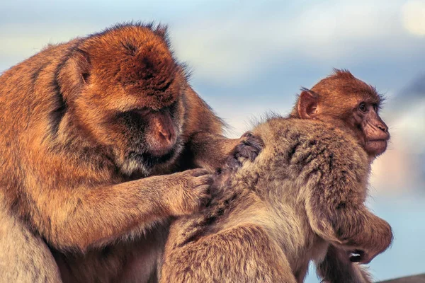 Barbary macaque in Gibraltar, Europe Royalty Free Stock Images