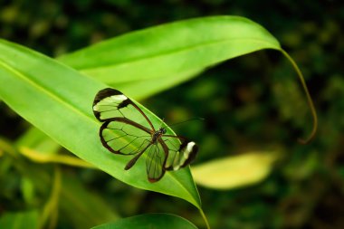 Glasswinged kelebek (Greta oto)