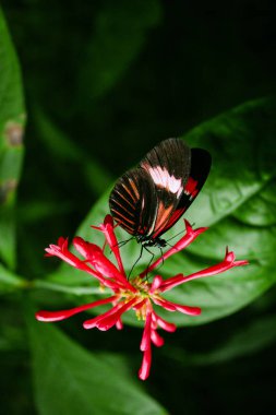 Cattleheart kelebek (Parides iphidamas)