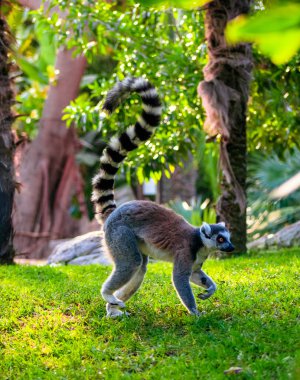 Halka kuyruklu lemur (Lemur catta)
