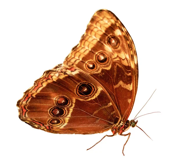 Owl Butterfly (Caligo) Isolated on White — Stock Photo, Image