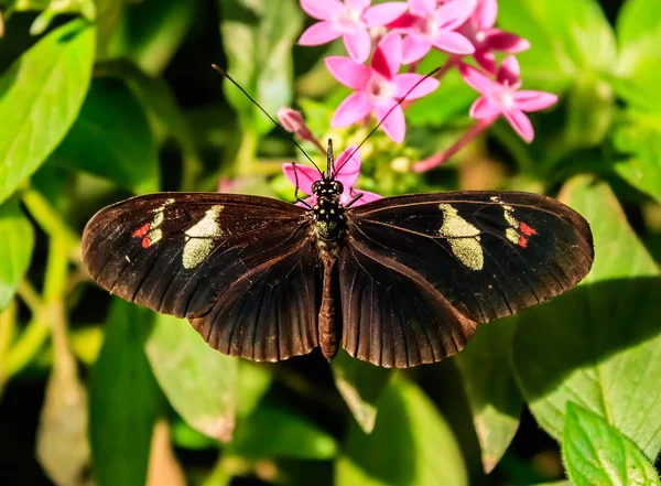 Cattleheart Butterfly (Parides iphidamas) — Stock Photo, Image