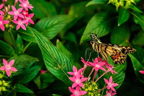 Mariposa de cal (Papilio demoleus) sobre hojas verdes —  Fotos de Stock