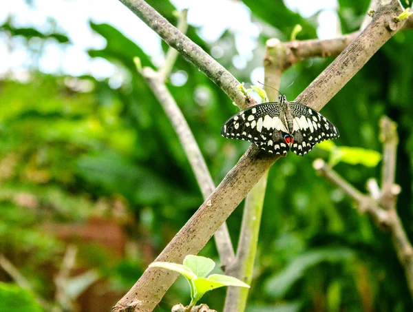 Lime Butterfly (Papilio demoleus) — Stock Photo, Image