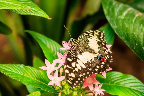 Lime Butterfly (Papilio demoleus) on Green Leaves — Stock Photo, Image