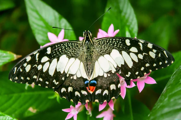 Papillon de chaux (Papilio demoleus) sur feuilles vertes — Photo