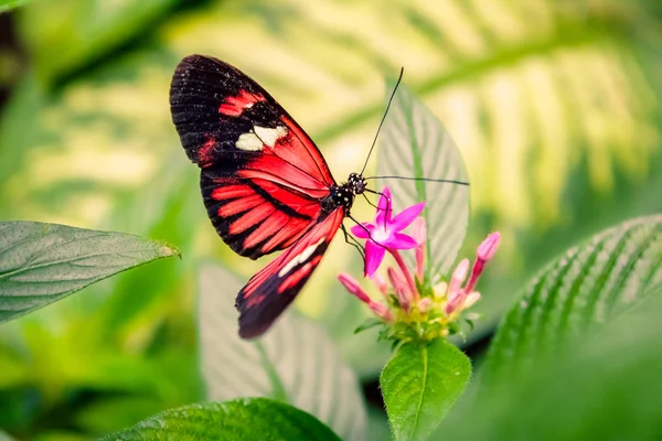 Cattleheart Butterfly (Parides iphidamas) — Stock Photo, Image