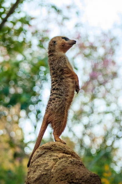 Meerkat standing up (Suricata suricatta) — Stock Photo, Image