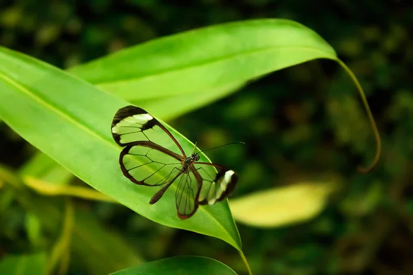 Farfalla alata di vetro (Greta oto ) — Foto Stock