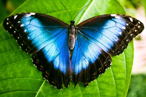 파란 나비의 나비 (모토 peleides) — 스톡 사진