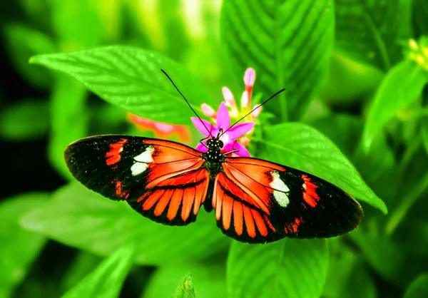 Cattleheart motýl (Parides iphidamas) — Stock fotografie