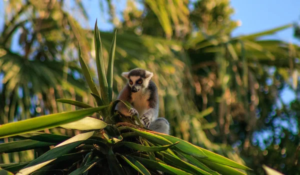 மோதிரக் கழுத்து லெமூர் (Lemur catta) ) — ஸ்டாக் புகைப்படம், படம்