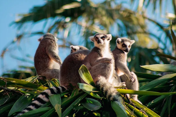 Ringhalet lemur (Lemur catta) - Stock-foto # 