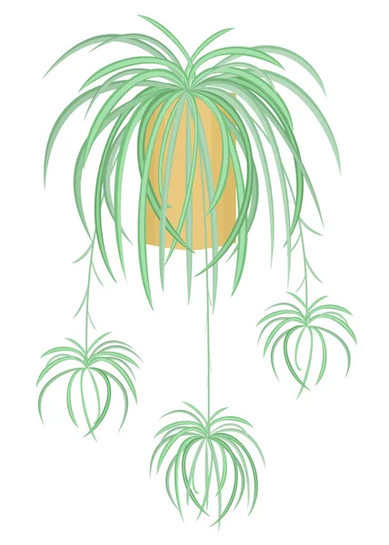Внутреннее Растение Кастрюле Взрослый Хлорофитум Детьми Висячий Тропический Цветочный Горшок — стоковый вектор