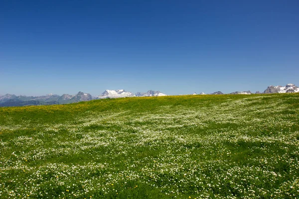 Szwajcarskie góry w słoneczny dzień z łąką pełną kwiatów na pierwszym planie — Zdjęcie stockowe