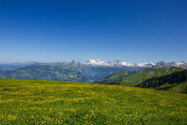 Montanhas swiss nevadas em um dia ensolarado sob o céu azul com um prado cheio de flores em primeiro plano — Fotografia de Stock