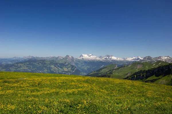 Swiss βουνά σε μια ηλιόλουστη μέρα του καλοκαιριού με ένα λιβάδι γεμάτο λουλούδια στο προσκήνιο — Φωτογραφία Αρχείου