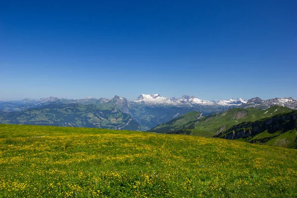 Śnieżne szwajcarskie góry w słoneczny dzień pod błękitnym niebem z łąką pełną kwiatów na pierwszym planie — Zdjęcie stockowe