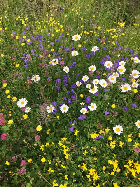 Prado de verano lleno de flores verdes, violetas y amarillas —  Fotos de Stock