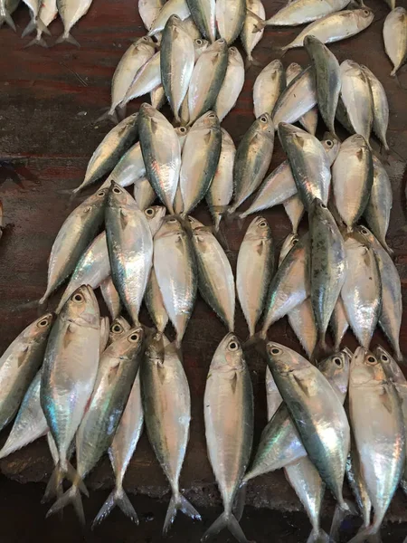 Fisk Marknad Sansibar Afrika — Stockfoto