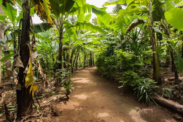 Calle Principal Aldea Entre Plantación Plátano Marangu Tanzaniam África —  Fotos de Stock