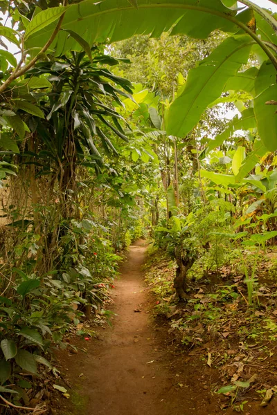 Marangu Village Main Street Banana Plantation — Stock Photo, Image