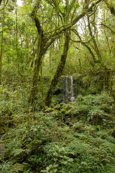 Árboles Una Espesa Selva Tropical Algún Lugar África —  Fotos de Stock
