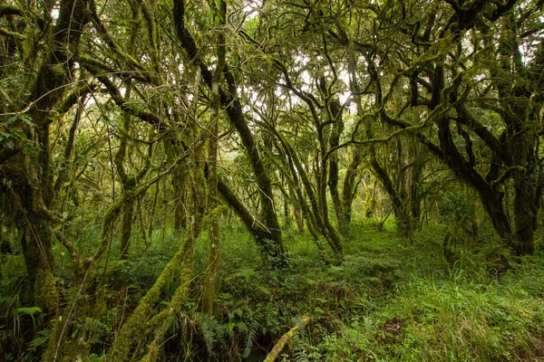 Árboles Una Selva Tropical Algún Lugar África —  Fotos de Stock