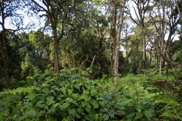 Sűrű Erdő Sűrű Bokrokkal Valahol Afrikában — Stock Fotó