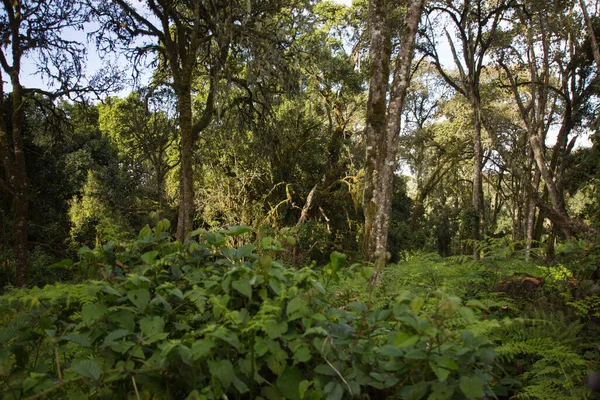 Bosque Con Arbustos Gruesos Algún Lugar África —  Fotos de Stock