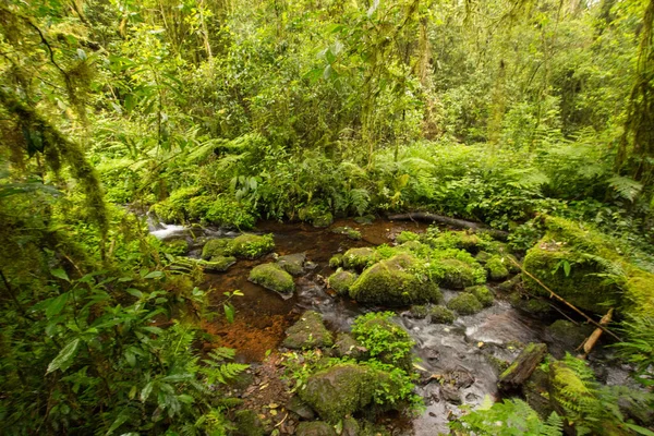 Pond Jungle Tanzania Africa — Stock Photo, Image