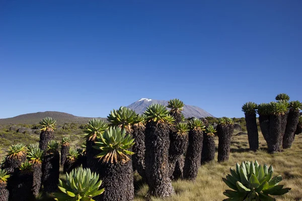 Дивовижний Вид Гору Кіліманджаро Гігантськими Сенесіями — стокове фото