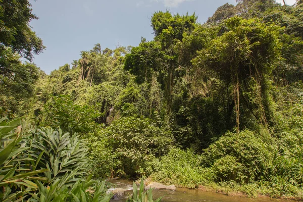 Jungle Tanzania Africa Sunny Day — Stock Photo, Image